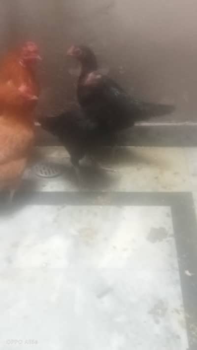 Aseel murgha r misri murghian for sale