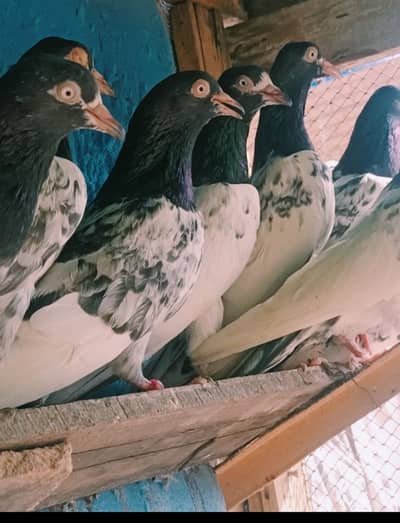 pure teddy pegions available