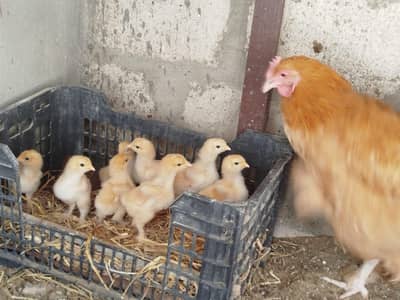 Buff 8 chicks for sale