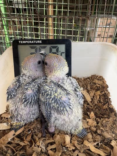 Sunconure chicks  Red factor