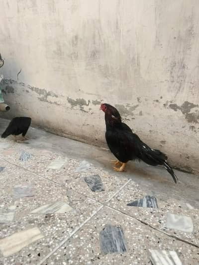 aseel murga for sale