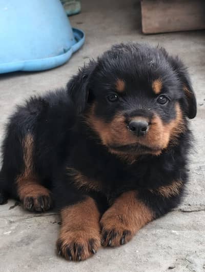 Rottwiller pedgree parents pup avialbale