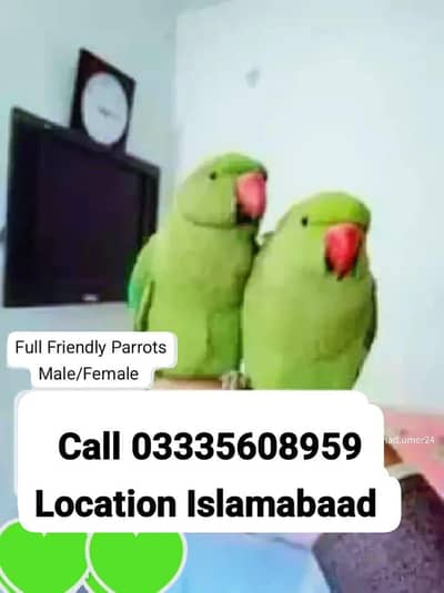 Single 7000 Hand Tamed Friendly Green Ring Neck Parrots Male/Female