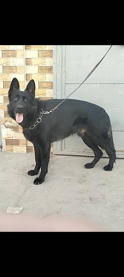 Garman shaft dog full black . . pink pedigree. .