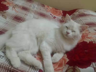 Double coat in reasonable price