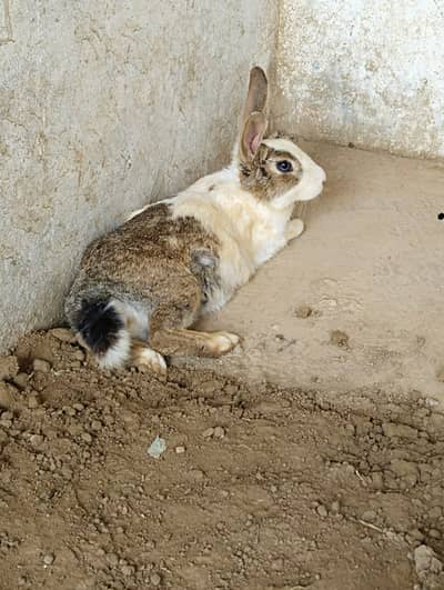 Male & Female Breader Pair