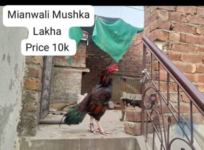aseel chicks| lasani madi|jawa aseel murgha |only for sale in lahore