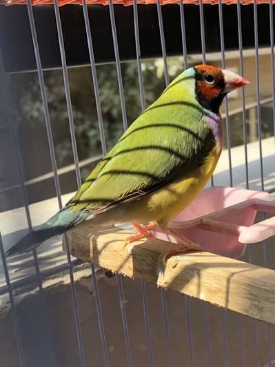 Goldien pair Adult pair