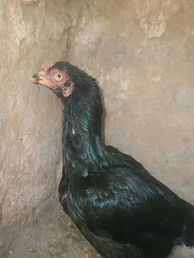 lasani Muskhi high qualty one eye hen