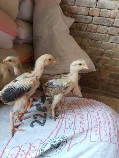 aAseel chocy 20bin ky h