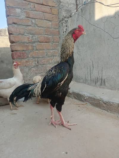 aseel murga hai java shamo croos hai lambi height hai