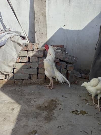 Aseel chicks Heera Chicks  (  03204661930 )