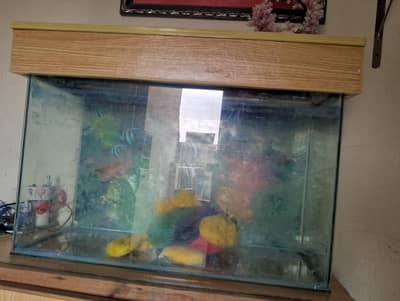 Aquarium with wooden roof