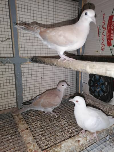Dove adult for sale