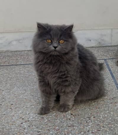 persian kittens