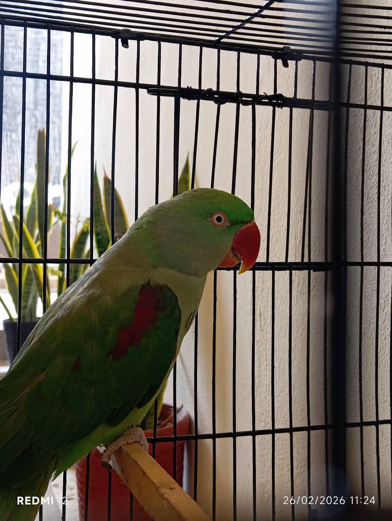 Raw parrot 0
