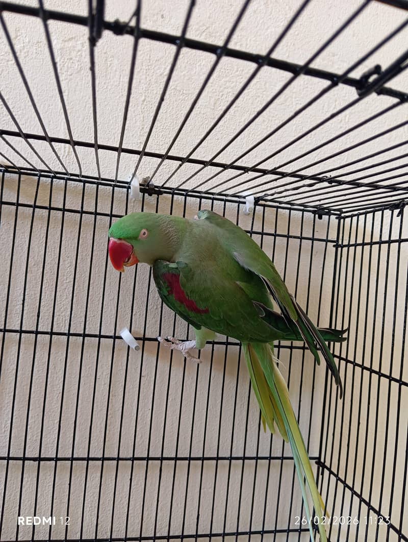 Raw parrot 1
