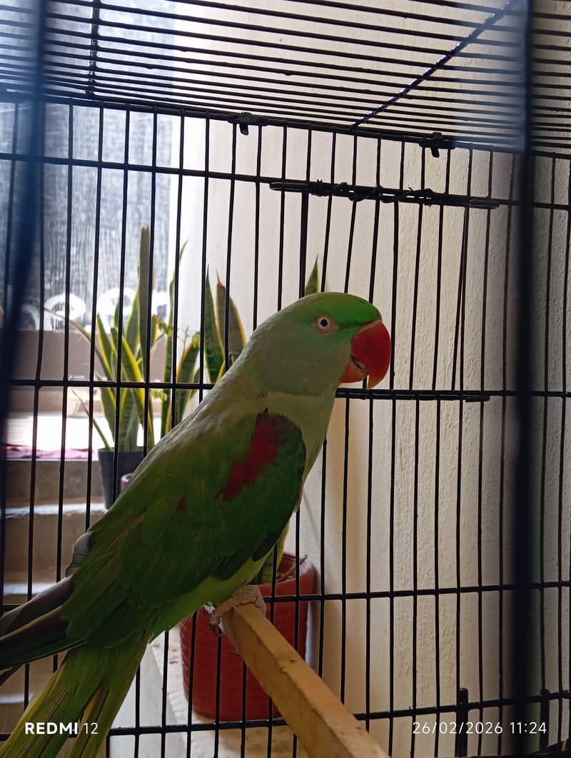 Raw parrot 2