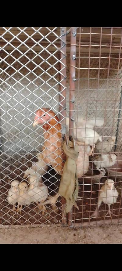 hen harvested 10 baby chicks