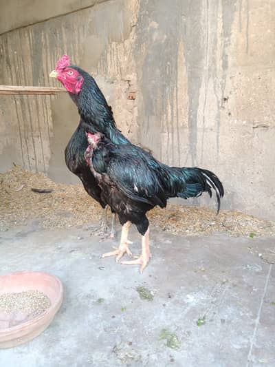 Lasani mushka pure old bloodline say hai 03428058997