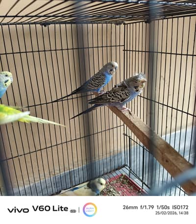 3 pair hain one extra male hay