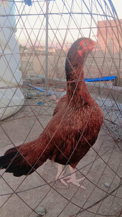 Mana morge sale karne ha G