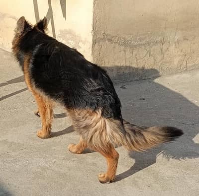 GERMAN SHEPHERD LONG COAT F/ MALE  6 MONTH OLD