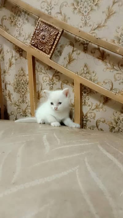 pair of kids and there mother for sell