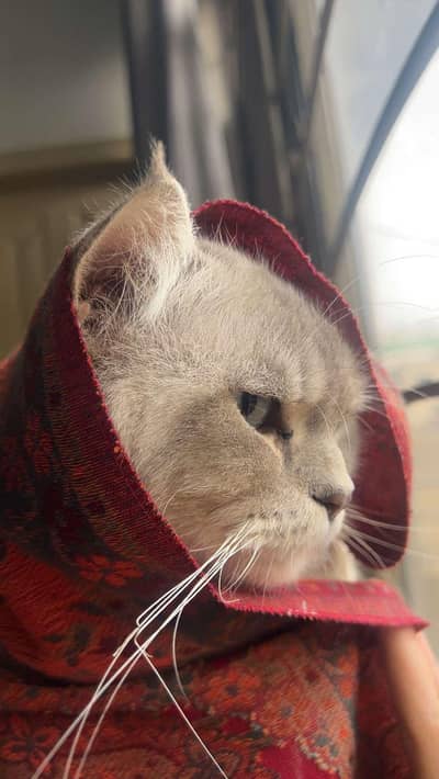 Beautiful Triple Coat Persian Cat (Semi-Punch) for Sale