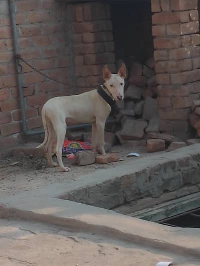 pure gultair puppy male