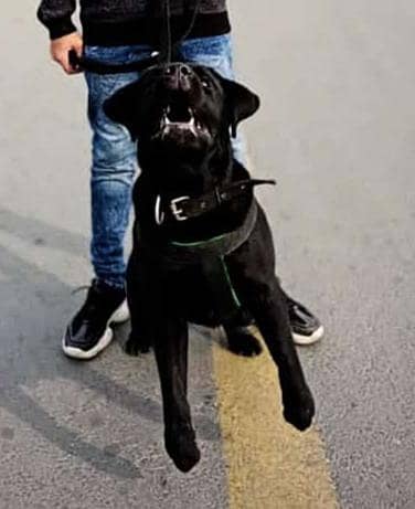 High quality Labrador retriever Black dog