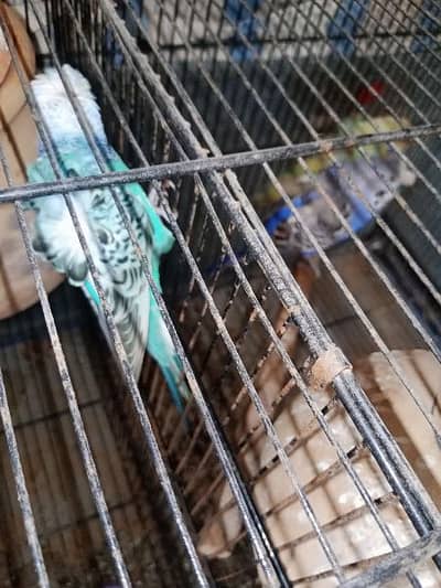 hogo king size breadr pair and cunure chiks avaiable