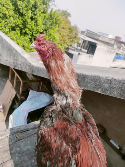 mianwali aseel amroha blood ma, lakha colour