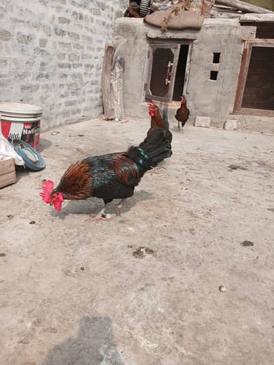 Australorp 1 Male and 3 Female.