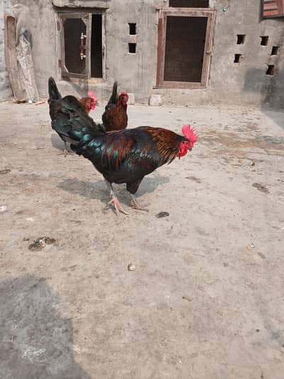 Australorp 1 Male and 3 Female.