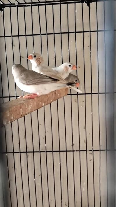 mutation Finches for sale