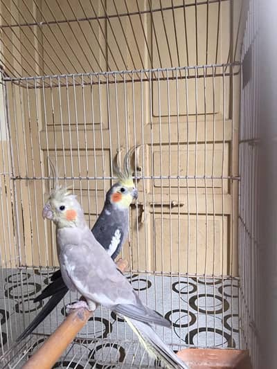 Cocktail pair for sale only 4300