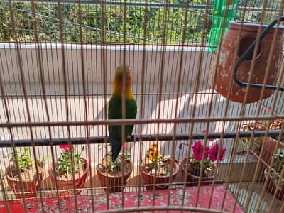 Fisher parrots along with cage