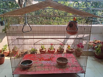 Fisher parrots along with cage