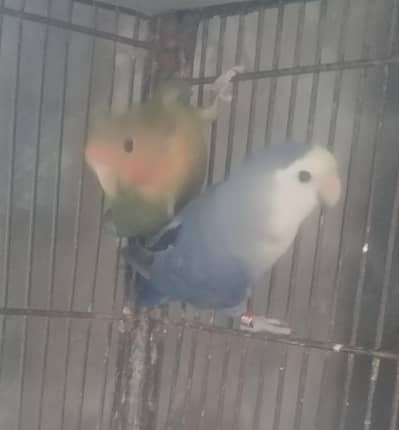 albino redeyes breeder and rosiecollie rozcoli unique colors