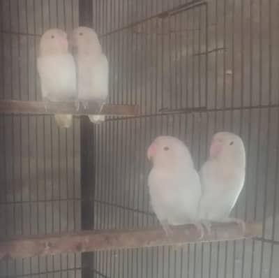 albino redeyes breeder and rosiecollie rozcoli green adlt male