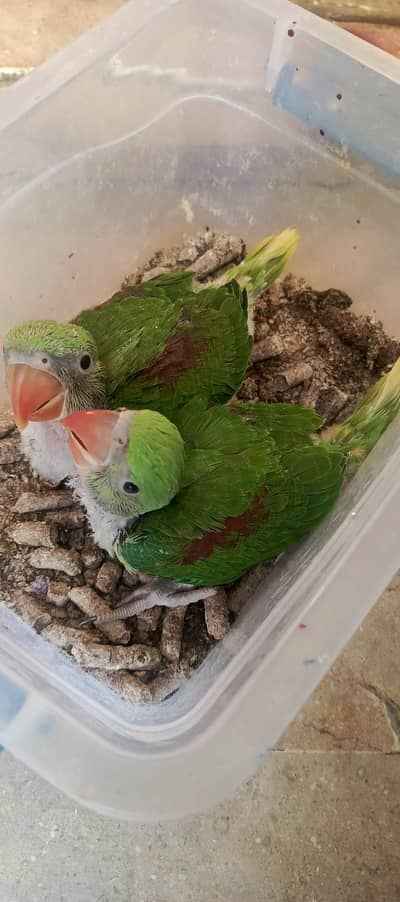 phari CENORE TAME all types LORRY chick's available