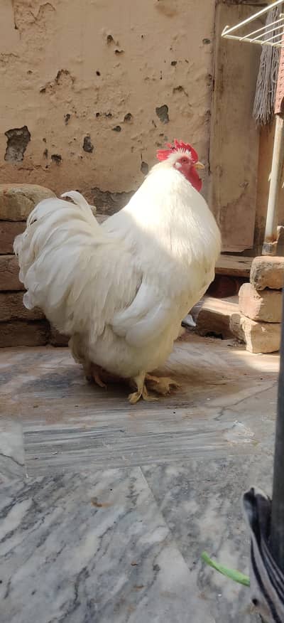 white Bantom Breedar Pair 100% eggs Gurantee