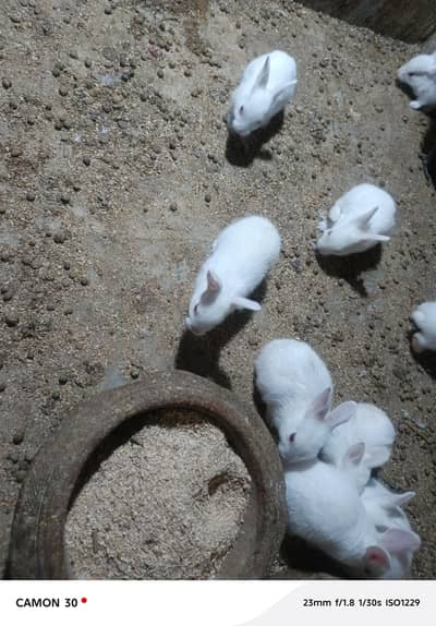 Baby rabbits