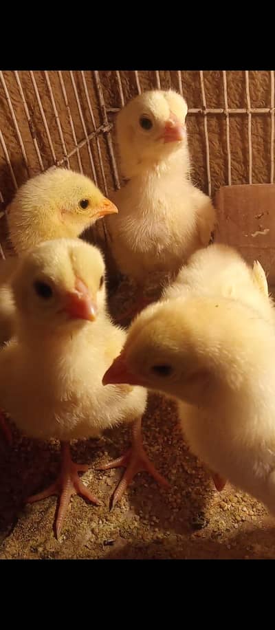 shamo chicks dragon chicks