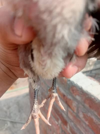 white and black o shamo chicks per piece 2500