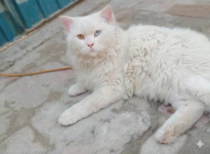 Persian cat