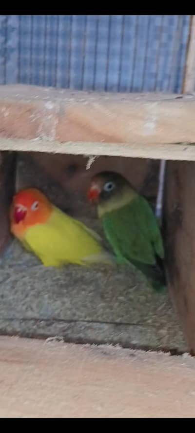 Lovebird