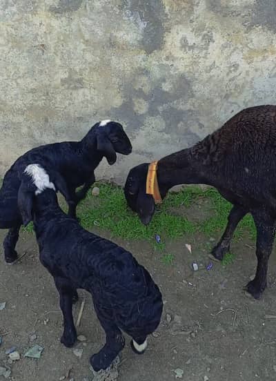 Turkey Dumba | Goat | Sheep | Dumby bacha | Female | For sale