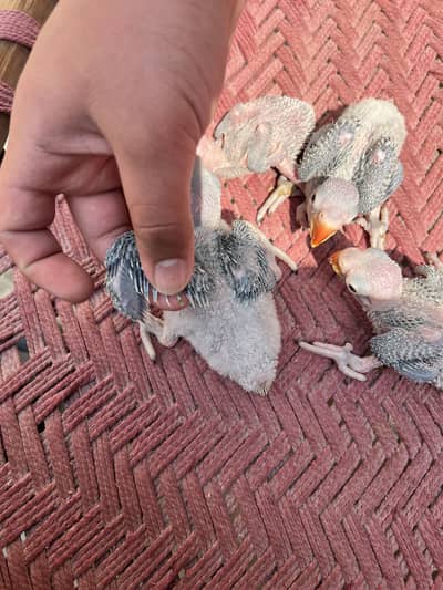 Raa chicks for tame and talking